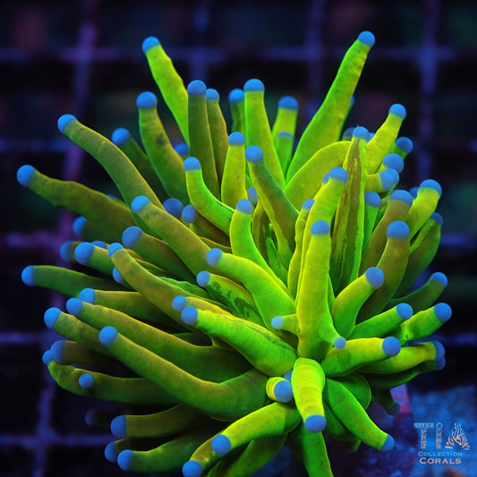 Grafted Holy Grail x Master Torch (Ultra Rare)