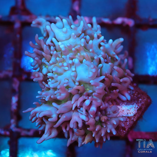 Blue and Purple carpet mushroom