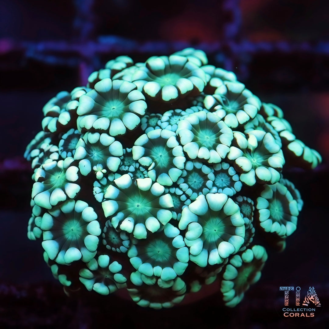 True Blue  Cotton Candy Alveopora