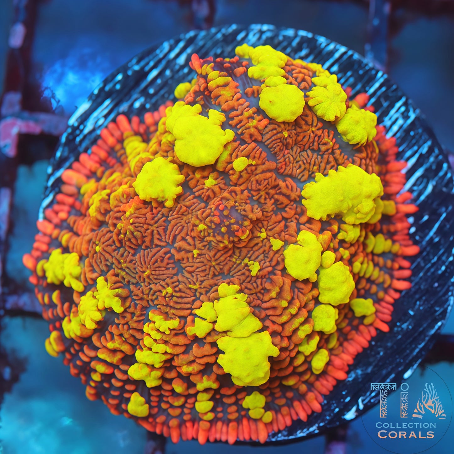 Fire Goblin Bounce Mushroom