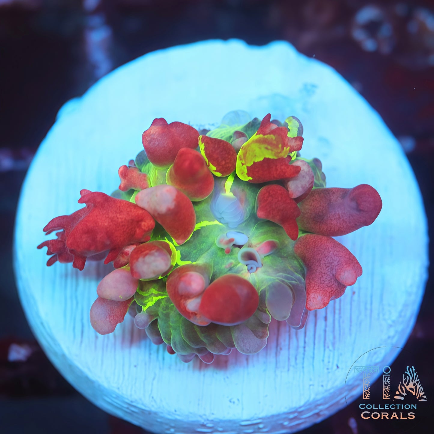 Grafted Flame Thrower St Thomas Mushroom (Insane)