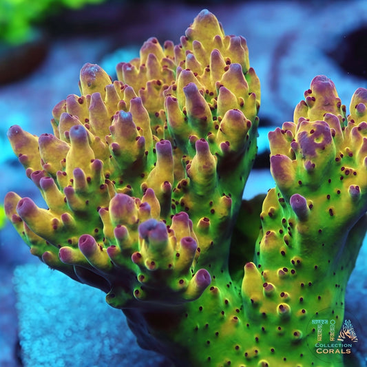 TIA Poison Candy Spath Acropora Colony (cut to order)