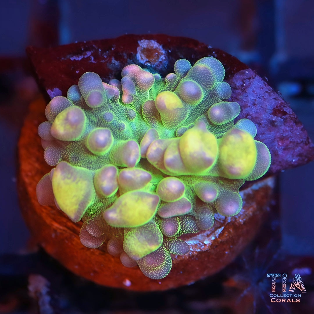 Lemon Head Bounce Mushroom