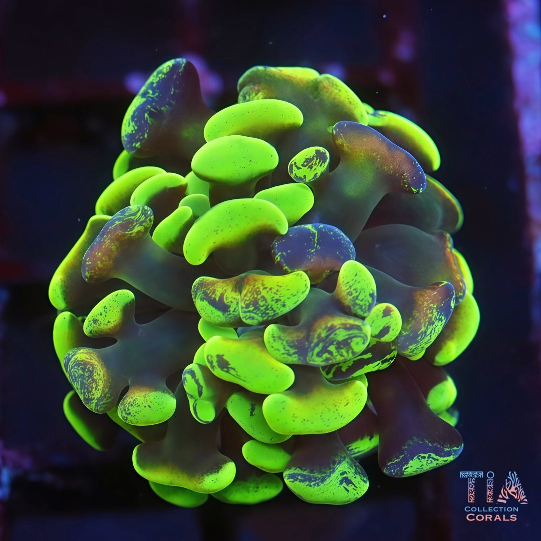 New Release Tank Grown Ultra Grafted Orange Gold Hammer