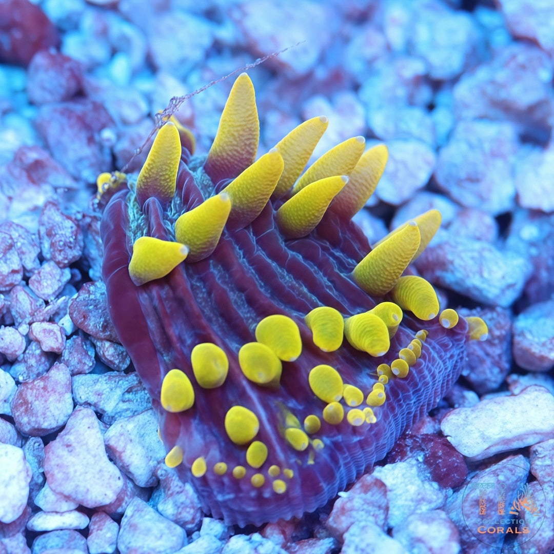 Placa de la diáseris del infierno