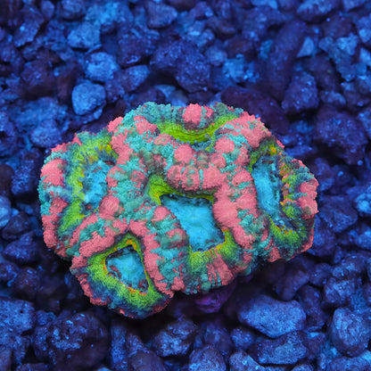 TIA Dubai Princess Asian Acan Colony (cut to order)