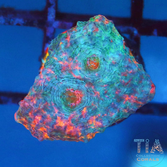 TIA Gumdrop Rainbow Chalice
