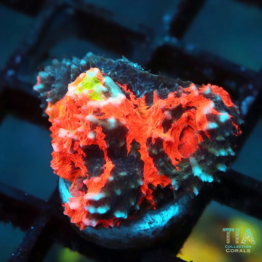 TIA Signature Chromatic Abyss Rainbow Chalice