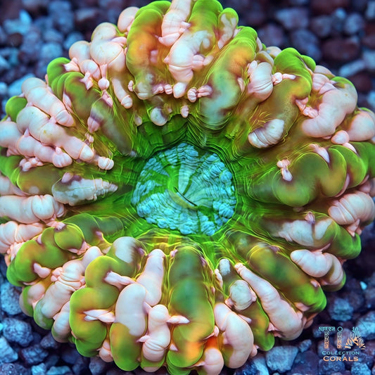 ULTRA Rainbow Cynarina (open big)