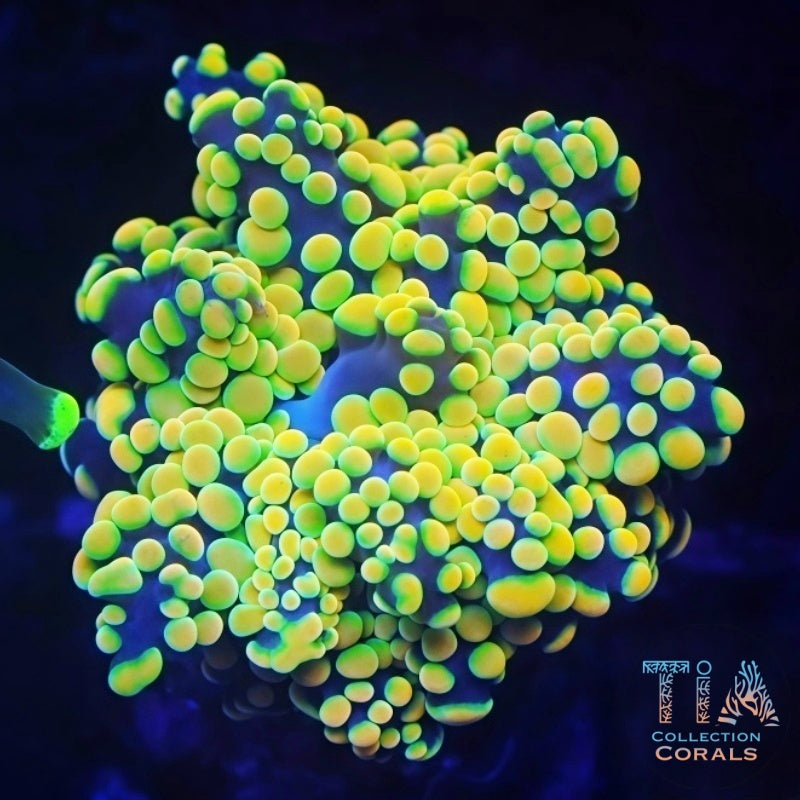 Indo Golden Suncoin Octospawn - Live LPS Coral for Sale | TIA Coral