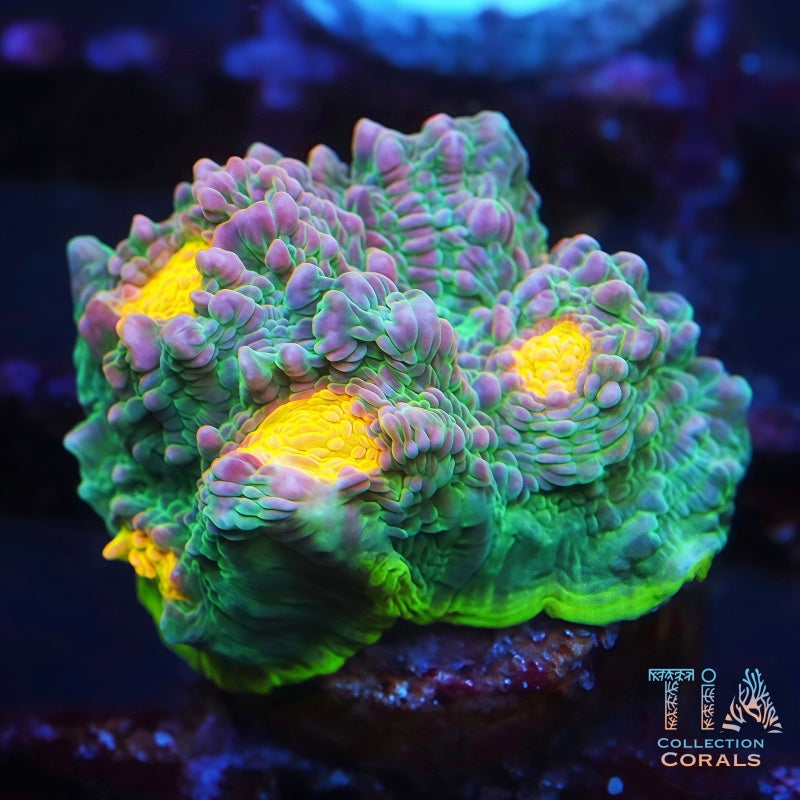 Infernal Eye Bluce Chalice LPS Coral | Tia Coral – TIA Corals