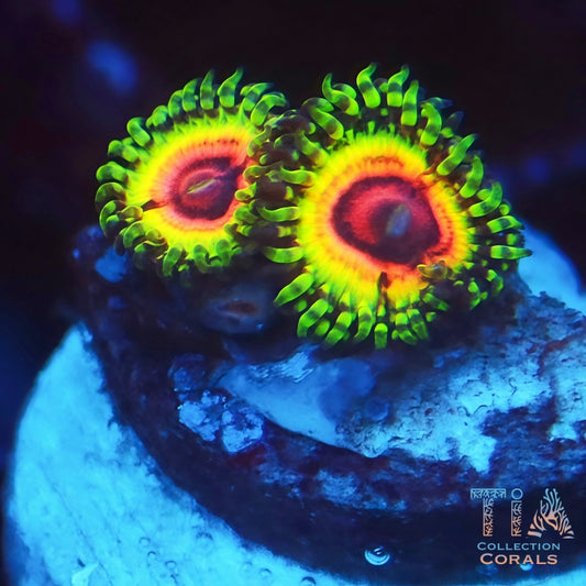 JF Bloodshot Zoanthids