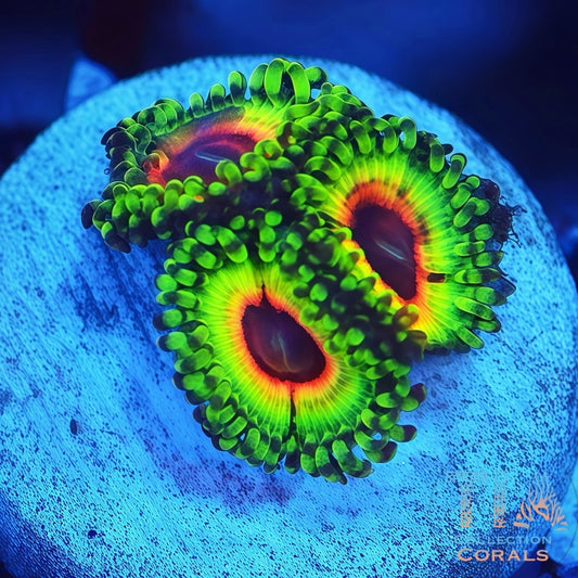 Zoanthias inyectadas en sangre de JF