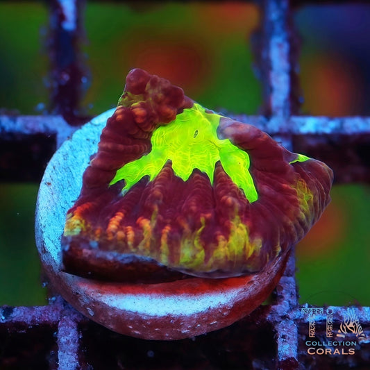 JF Psycho Rainbow Rim Favia