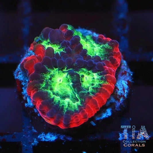 霓虹绿拐杖糖