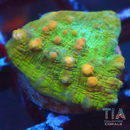 Johnny Blaze Chalice