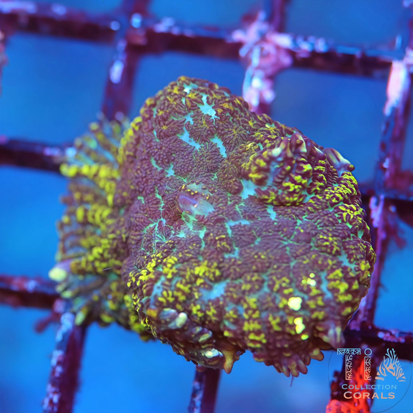 Jumanji Rhodactis Mushroom