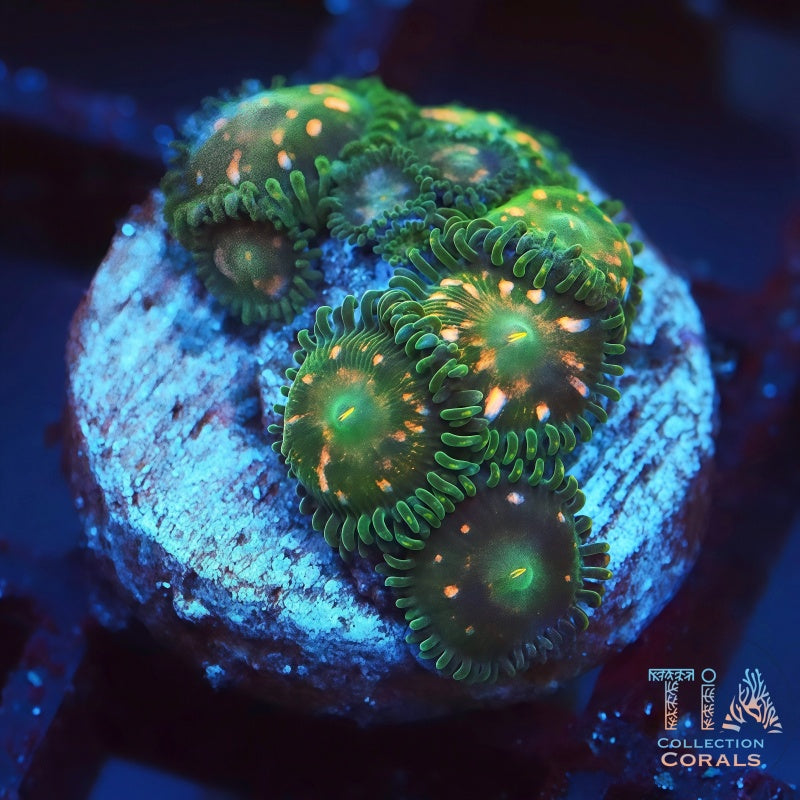 Jurassic Park Zoanthids, soft coral