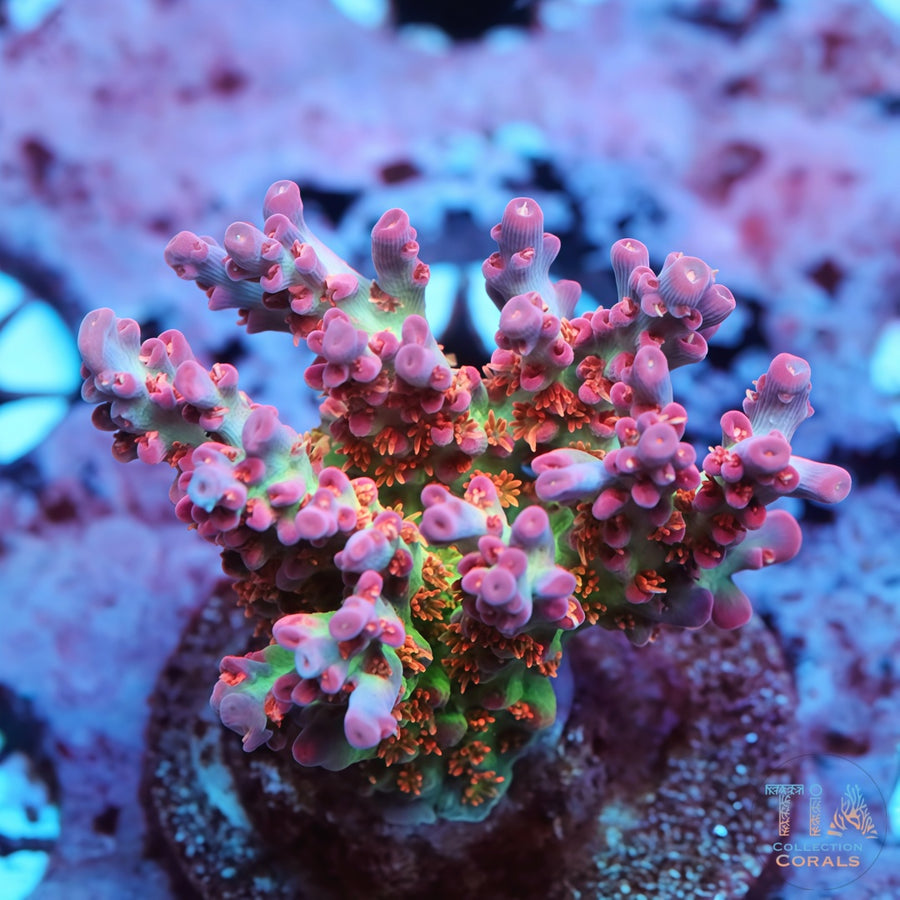 KC Viper Acropora Colony (cut to order), SPS coral