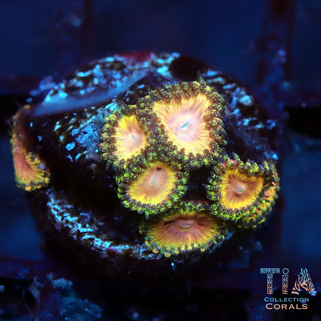 Kamikaze Zoanthids - Live Softies Coral for Sale | TIA Coral