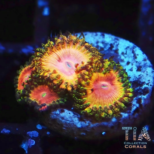 Kamikaze Zoanthids - Live Softies Coral for Sale | TIA Coral