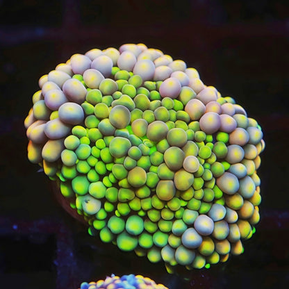 Mixed Color Florida Ricordea