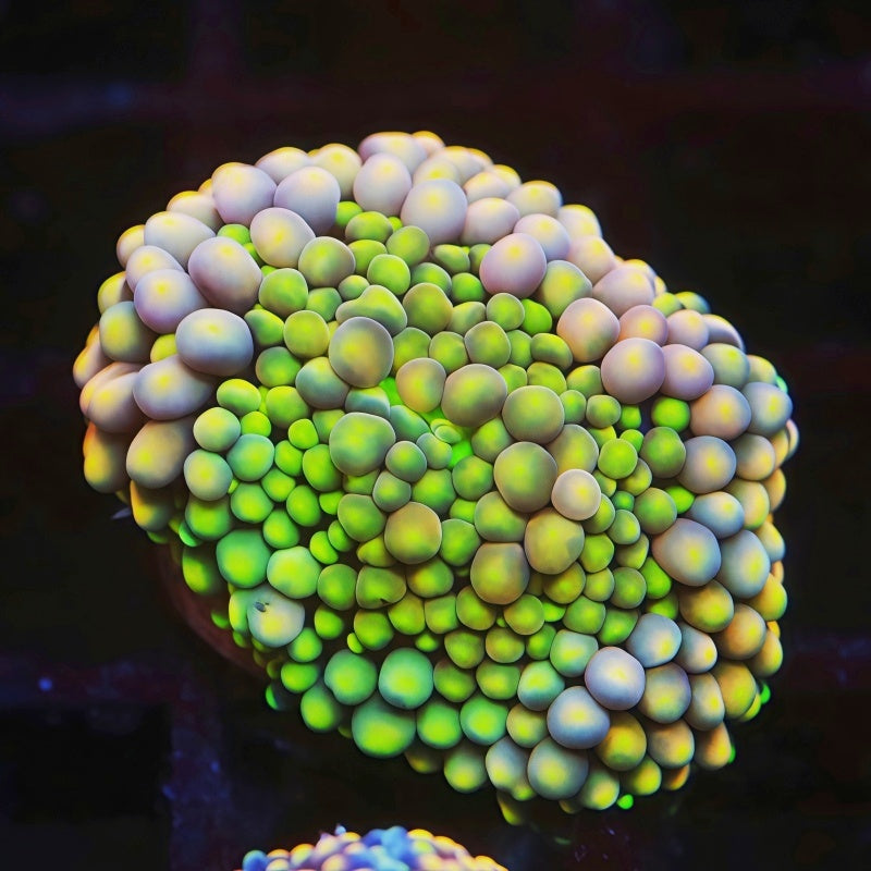 Mixed Color Florida Ricordea Frag, soft coral