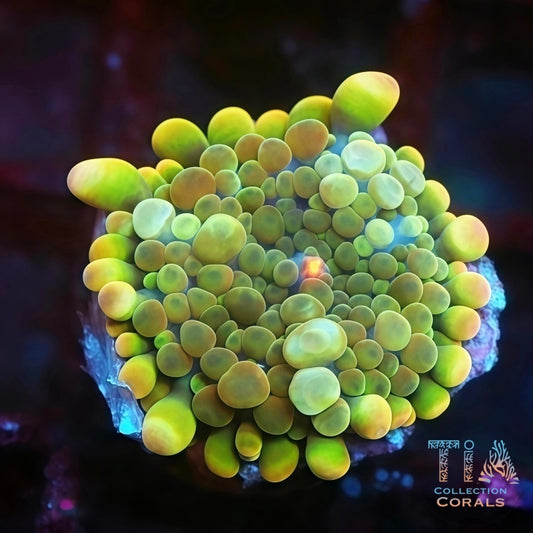 Kiwi Sunrise Yuma  Mushroom