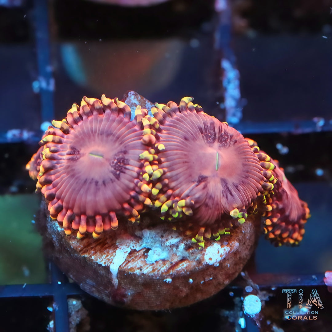 出售Zoanthid 珊瑚– 稀有Zoas 和Palythoas – TIA Corals
