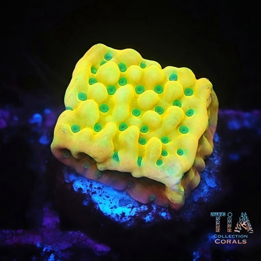 Kung Pao Montipora