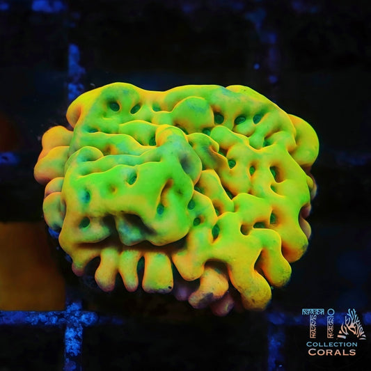 Kung Pao Rainbow Montipora - Live SPS Coral for Sale | TIA Coral