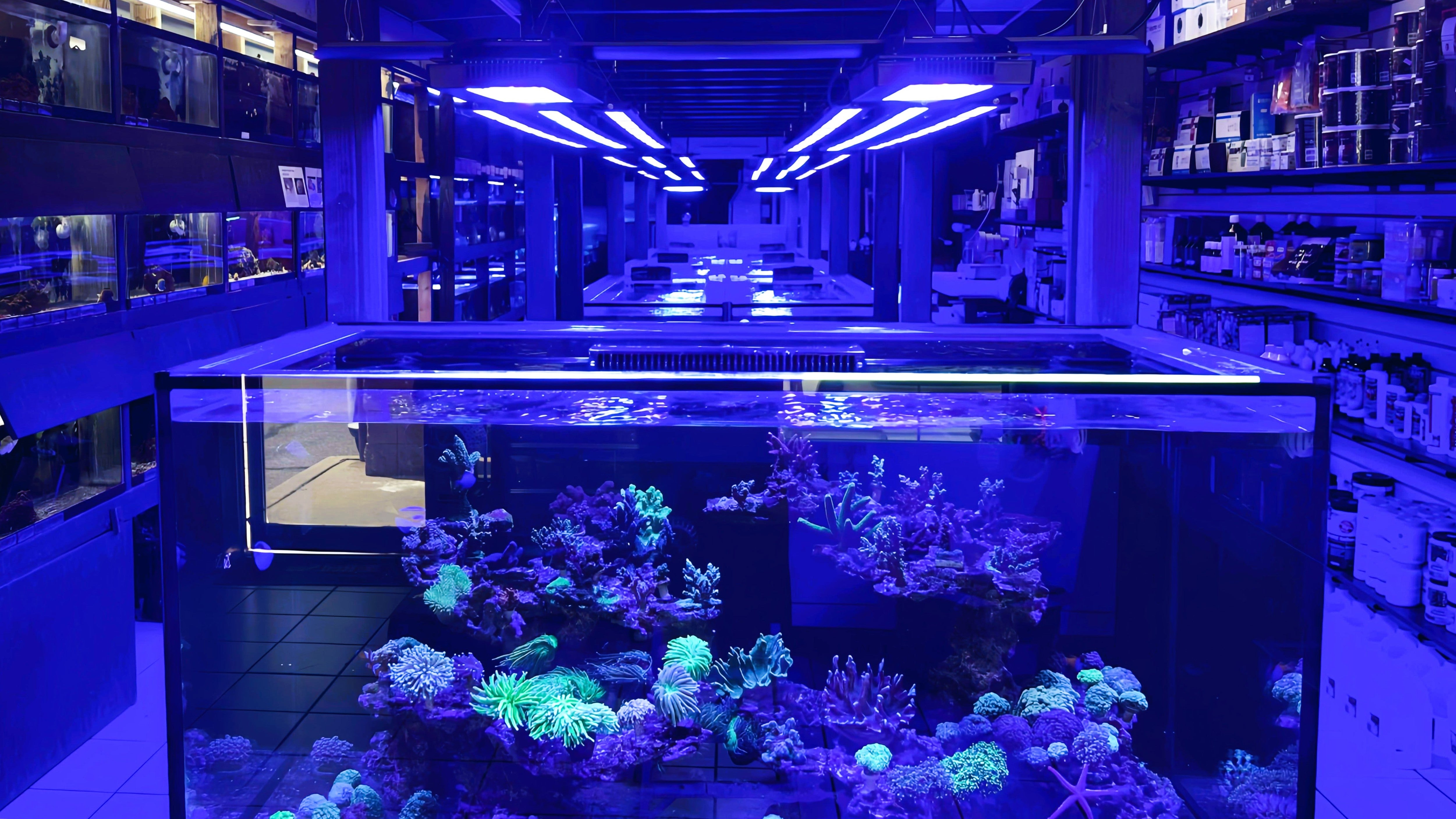 Aquacultured coral systems maintained by TIA Collection Corals