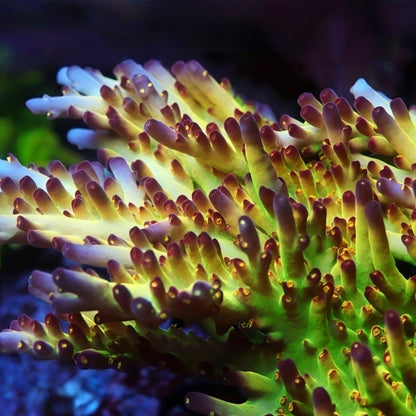 LRO BuzzLight Year Acropora