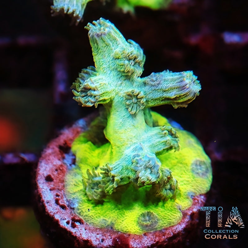 Lemon Drop Branching Cyphastrea, LPS coral