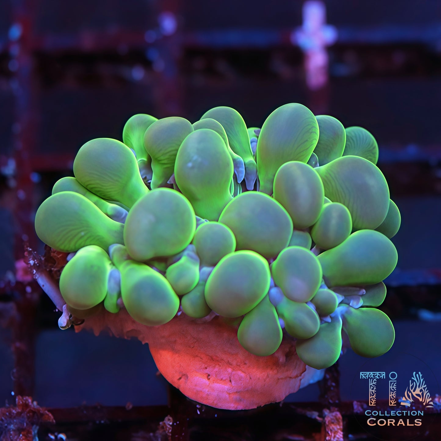 Light Green Bubble Preal Coral