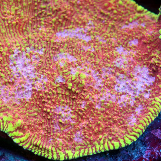 Rainbow Rim Convict Chalice Colony (cut to order)