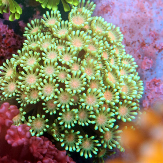 Emerald Dawn Goniopora (inquire only)