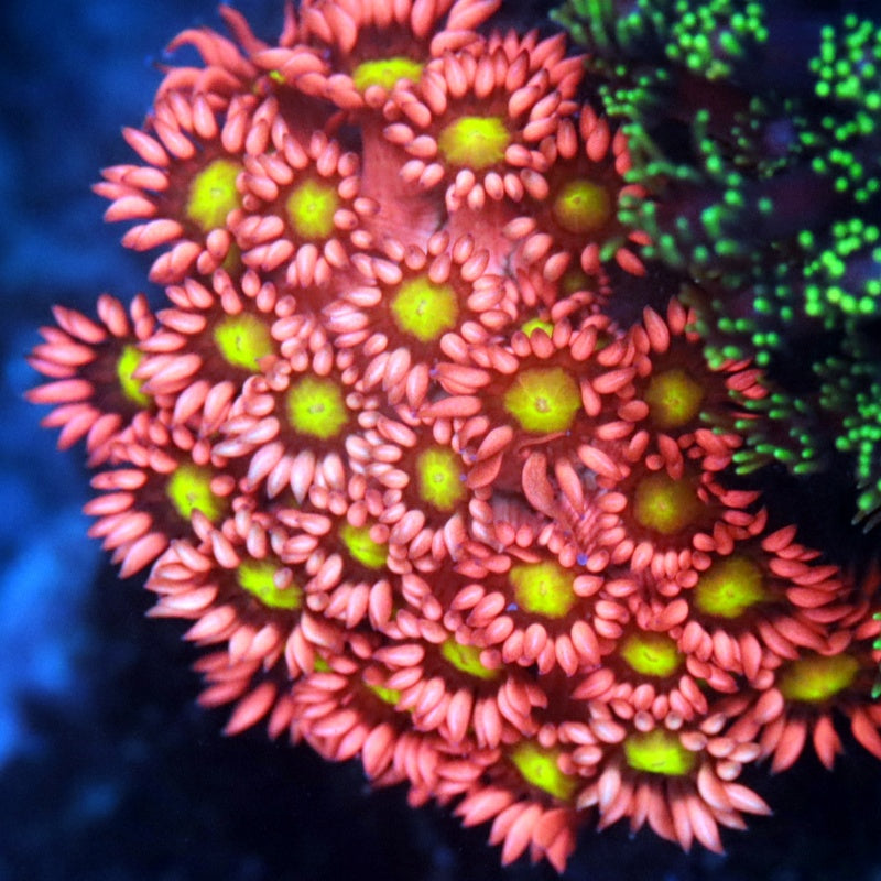 Goniopora Cherry Blaze (solo consultar)