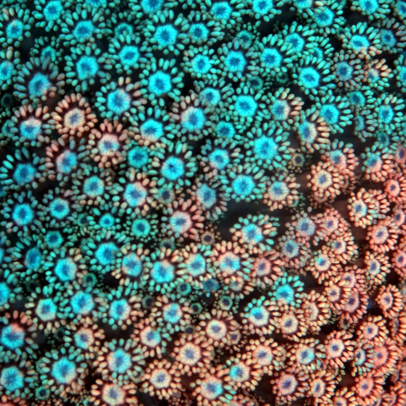 Goniopora injertada con hielo rosa (solo consultar)