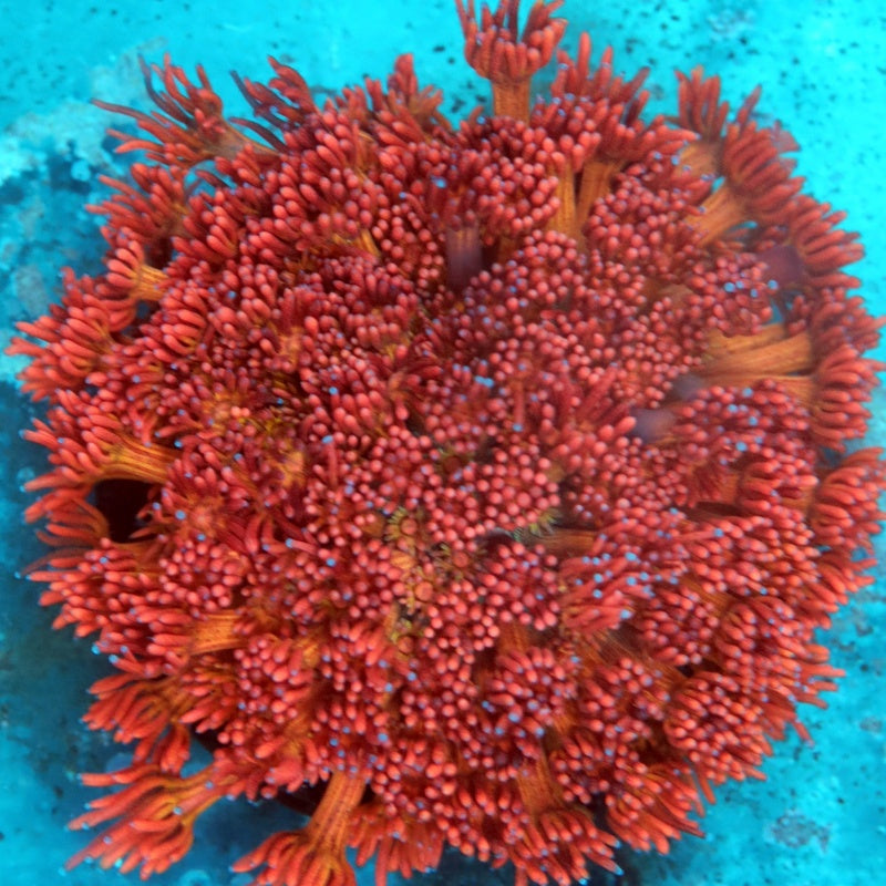 Goniopora mandarina (solo consultar)