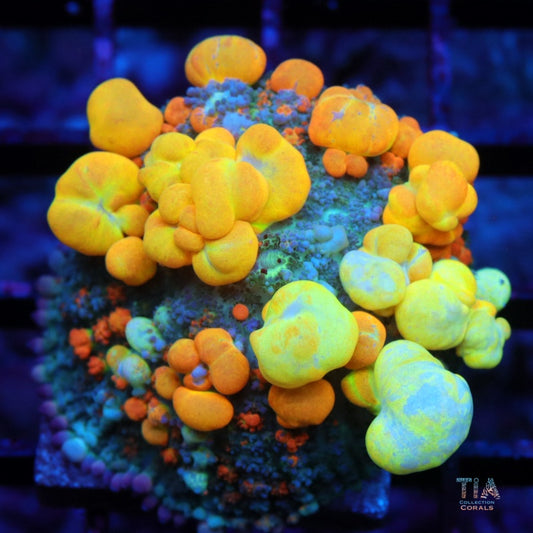 OG Bounce Mushroom (inquire only)