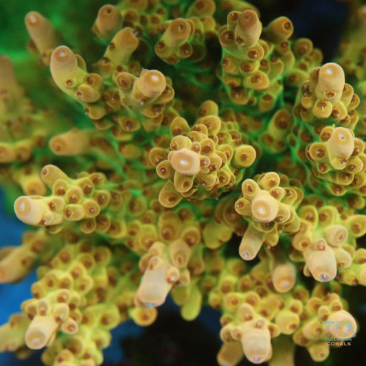 Peach Vortex Acropora Loripes
