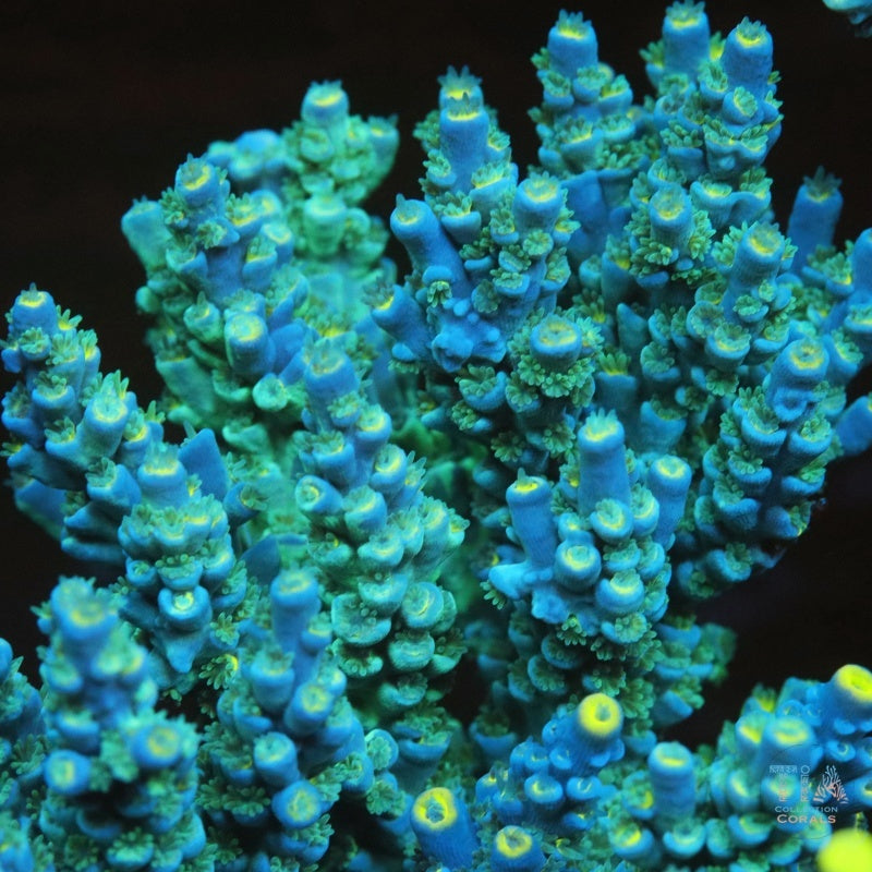 Musa Turquesa (cortada a pedido), SPS coral
