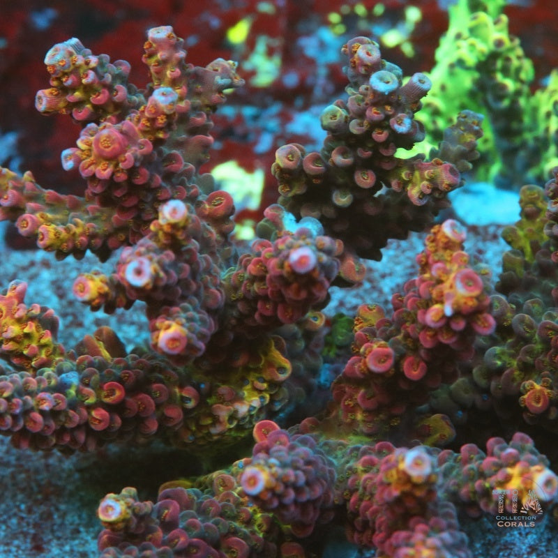 PC Rainbow Acropora Colony (cut to order), SPS coral