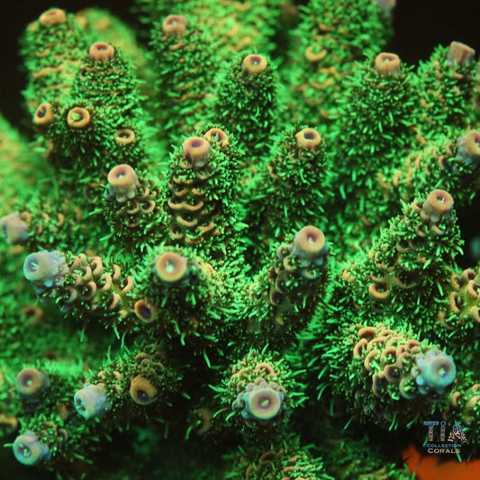 Jade Bloom (cortado a pedido) 