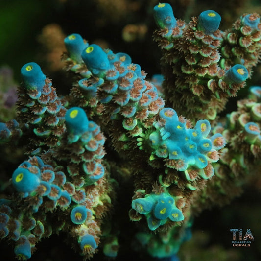 Electric Glaze Acropora Tenuis