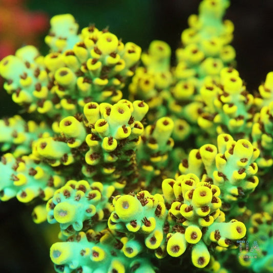 Lemon Pop Acropora Microclados
