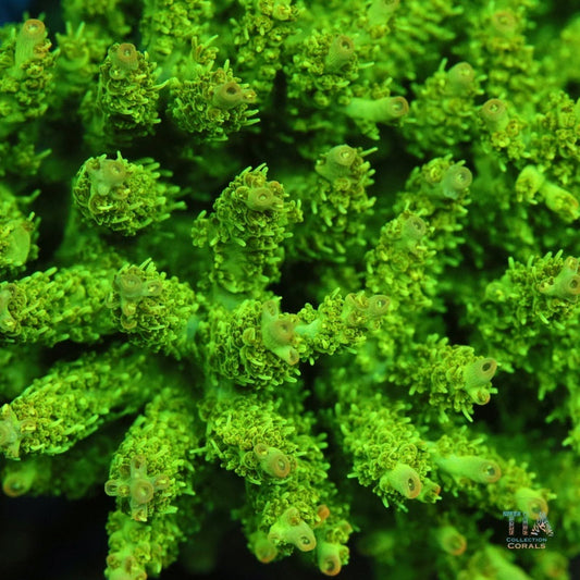 Wasabi Tip （cut to order）