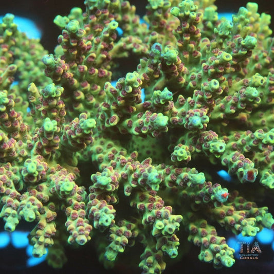 Jade Tinder (cut to order)