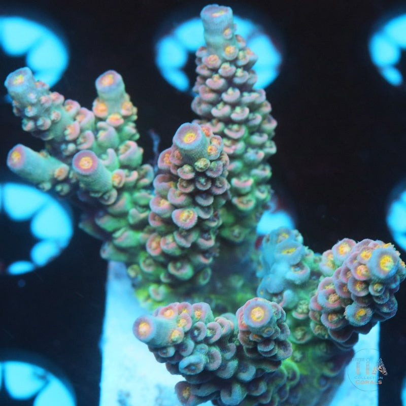 Acropora de concha lúcida (cortada a pedido)